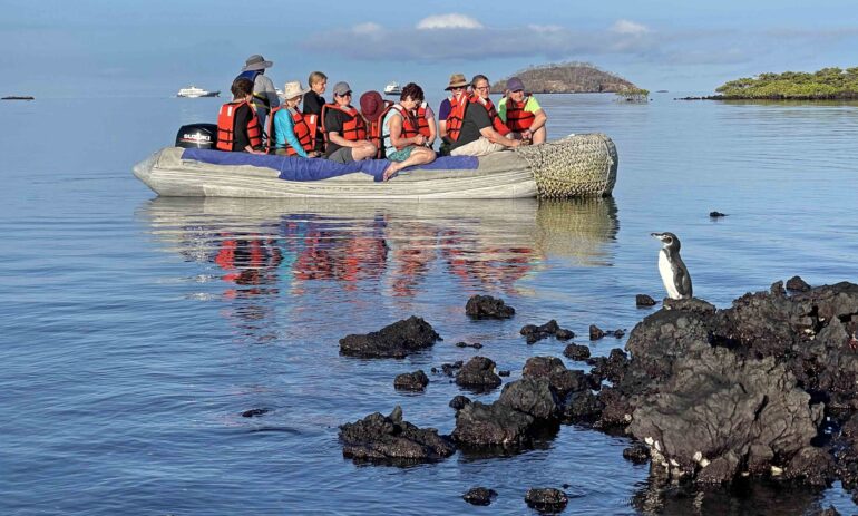 Galapagos Penguin5