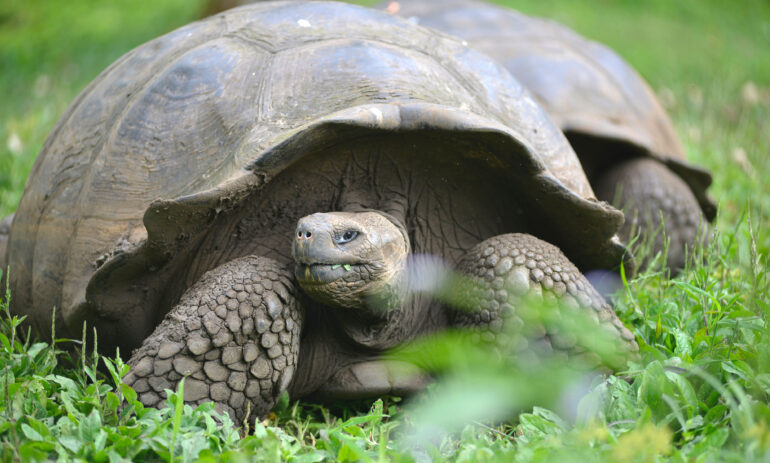 Galapagos Reizen 13 Beleving Atacama