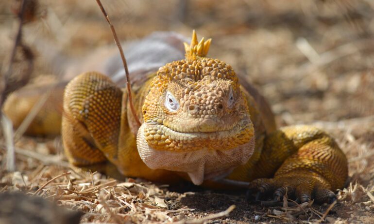 Galapagos Reizen 18 Beleving Atacama