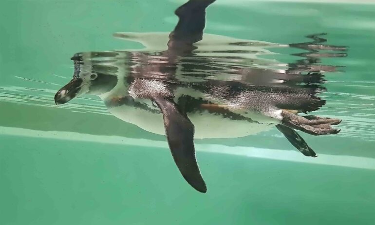 Galapagos Square 41288