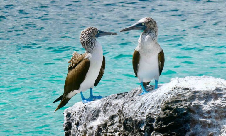 Galapagos Square 4278