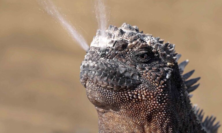 Galapagos Square 97598