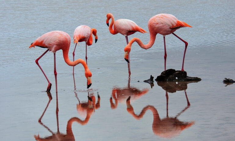 Galapagos Cruise Ecuador