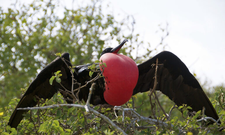 Galapagos Cruise Ecuador13
