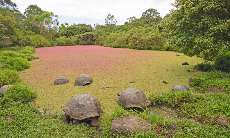 Galapagos Cruise Ecuador2
