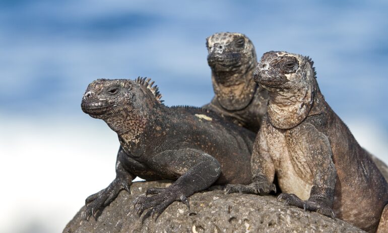 Galapagos Rond Reizen2