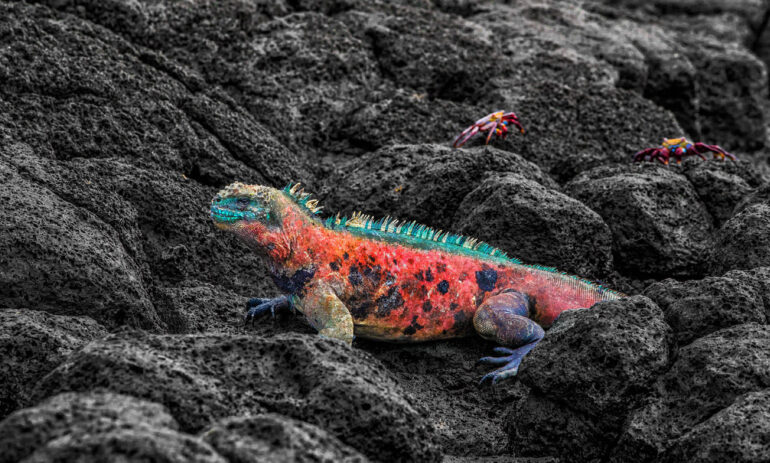 Reizen Naar Galapagos Ecuador Atacama4