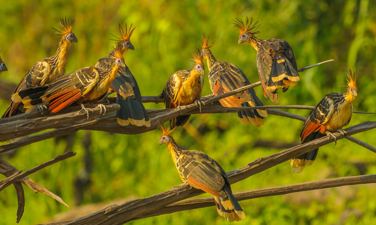 Ecuador Reizen Amazone Yasuni Lodge12