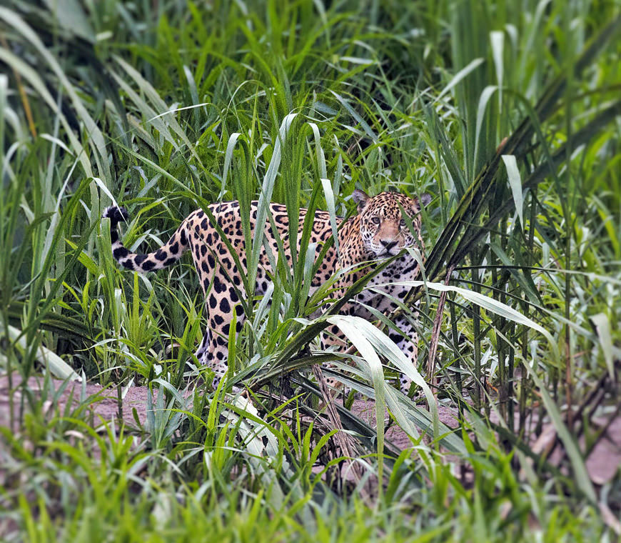 Atacama Reizen Tambopata © Paul Francisco Condori Vilca