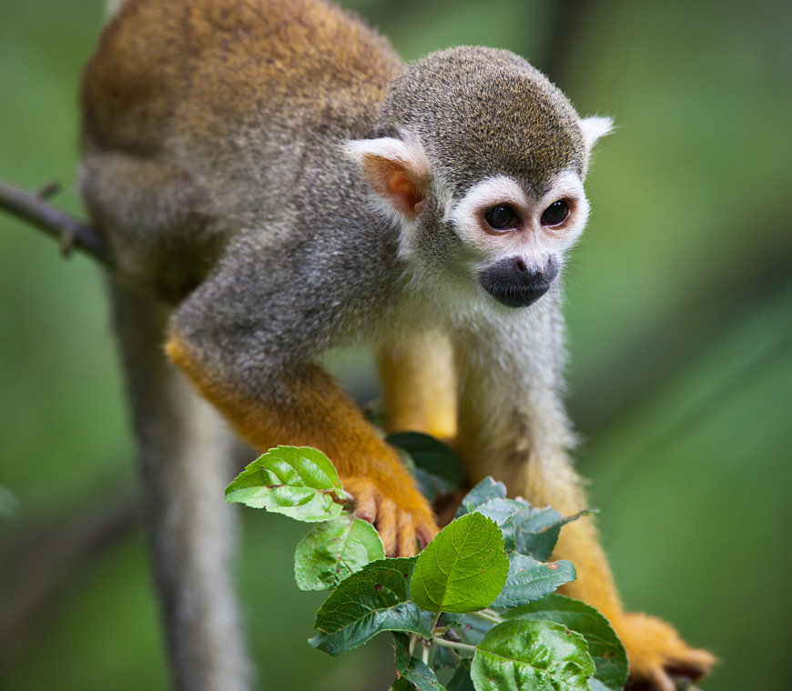 Atacama Peru Reizen Amazone