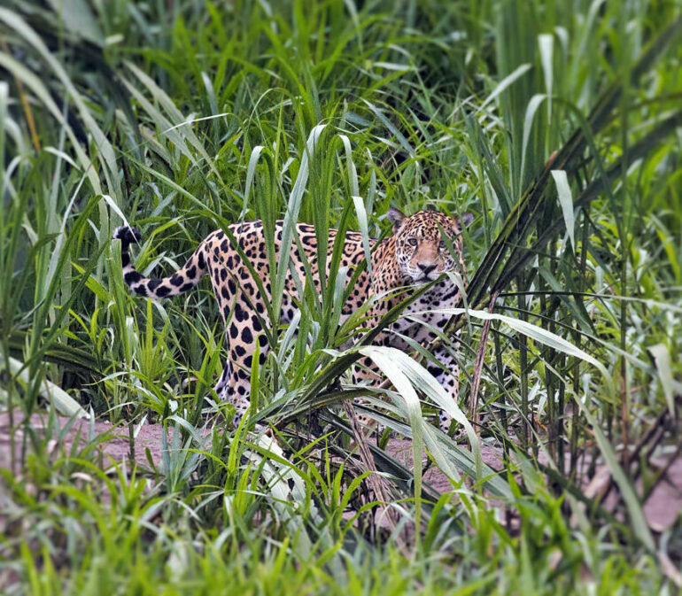Atacama Reizen Tambopata © Paul Francisco Condori Vilca