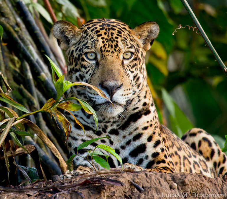 Peru Amazonewoud Praktisch3 Atacama