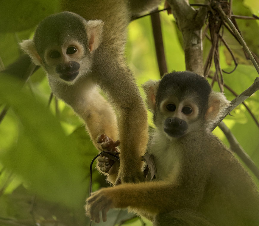 Peru Amazonewoud Praktisch Atacama