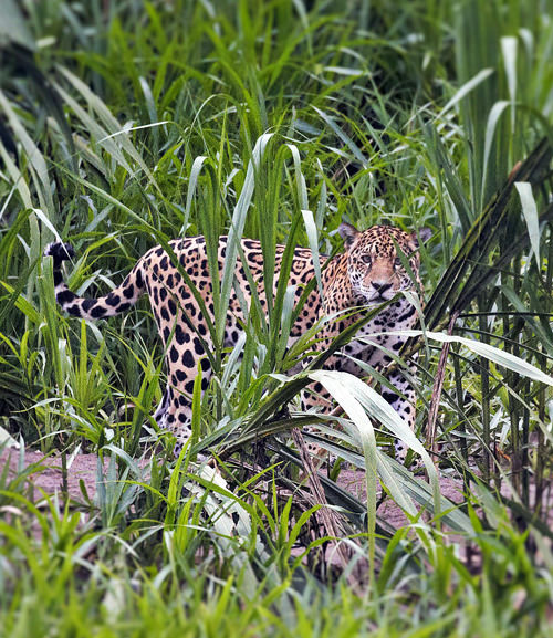 Atacama Peru Reizen Tambopata Bucketlist
