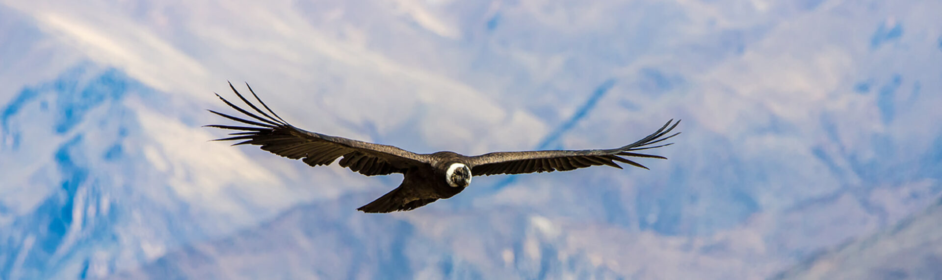 Peru Rondreizen Atacama14