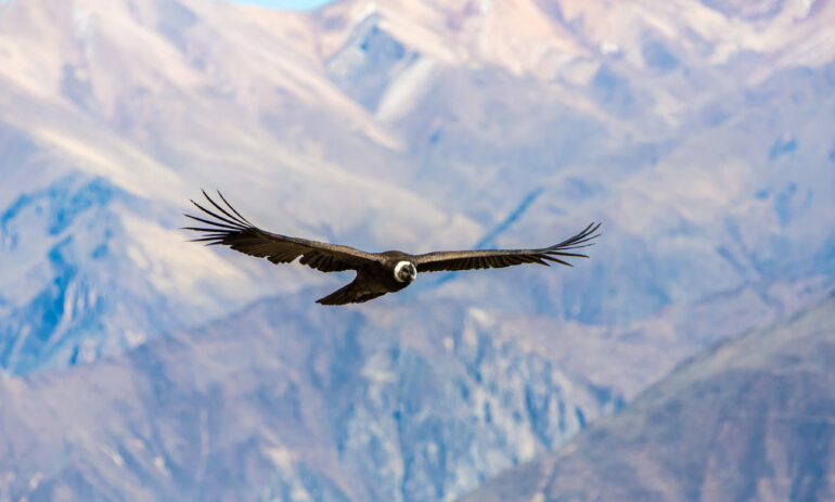 Peru Rondreizen Atacama9