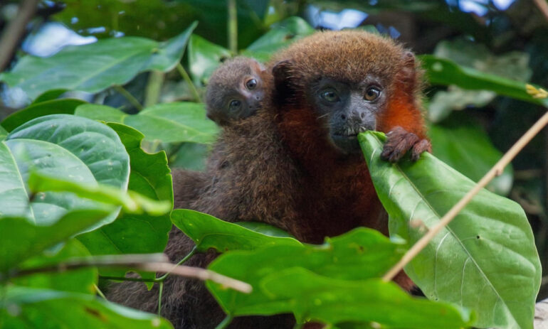 Peru Individuele Rondreis50