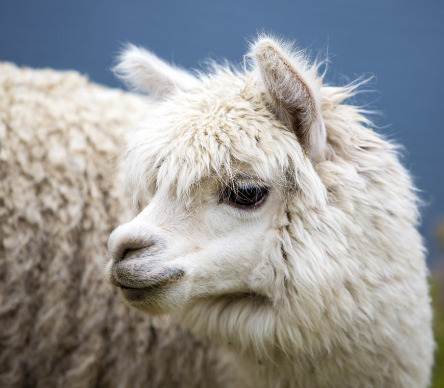 Atacama Bolivie Reizen Lama