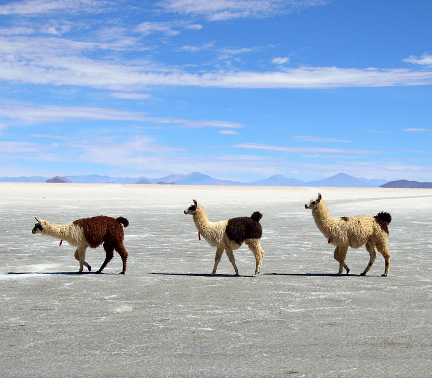 Atacama Bolivie Reizen Uyuni © Helen De Meyer