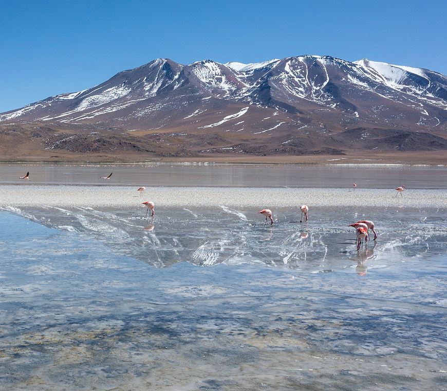 Bolivie Reizen Specialist Altiplano