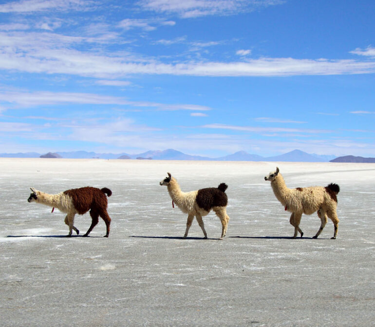 Atacama Bolivie Reizen Uyuni © Helen De Meyer