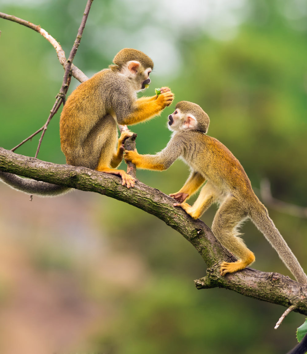 Atacama Bolivie Reizen Madidi Bucket1