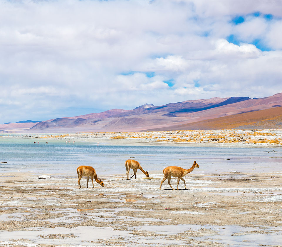 Atacama Be Tegel Bolivia Uyuni Zuid Lipez 1