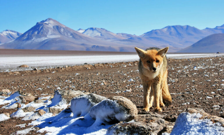 Bolivie Reizen Atacama Specialist 1 5