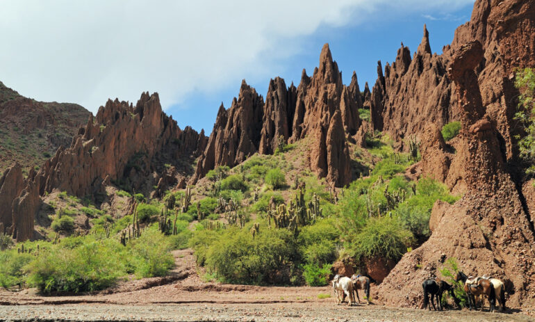 Bolivie Reizen Atacama Specialist 1 6