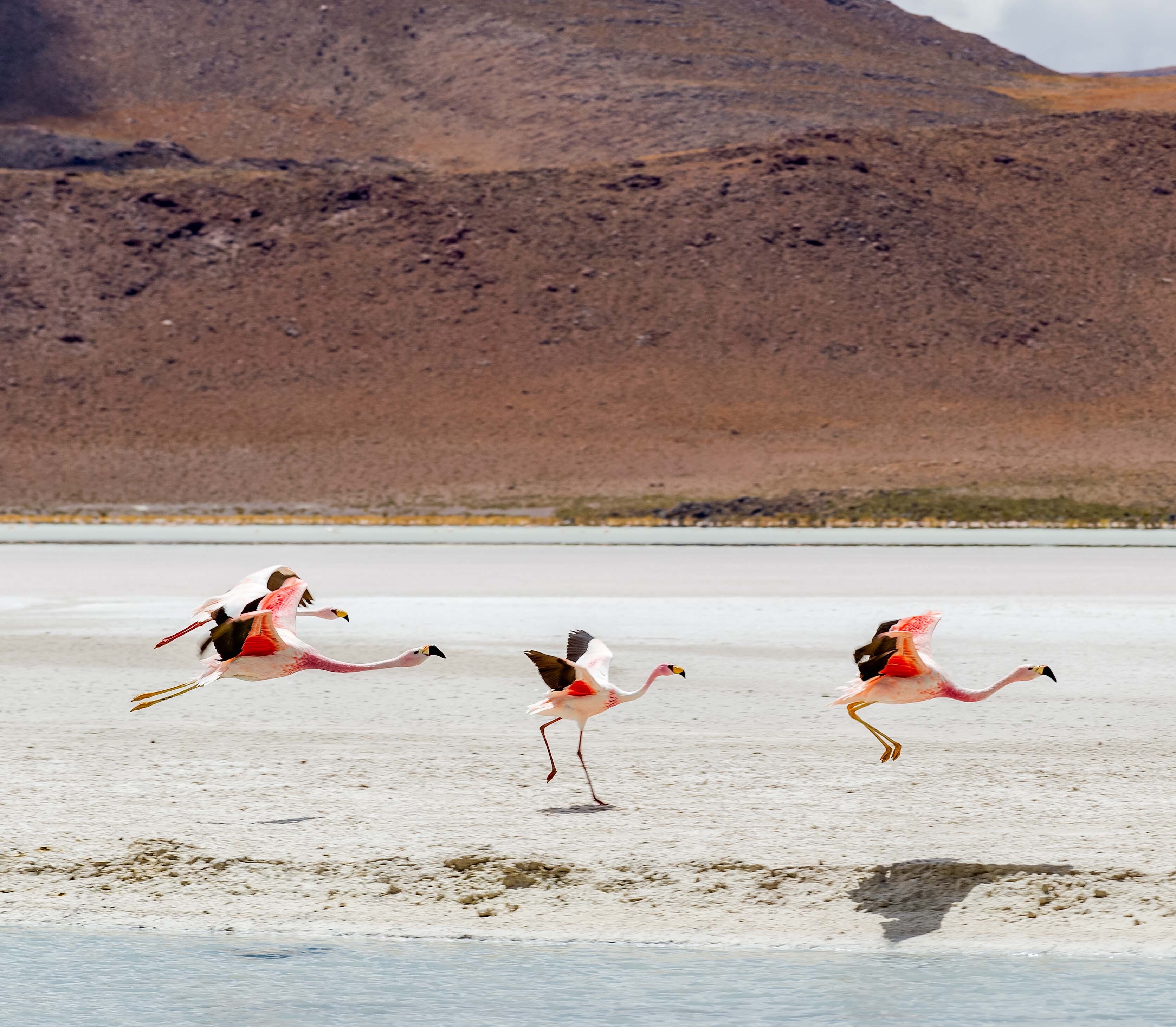 Atacama Chili Rondreis 55678