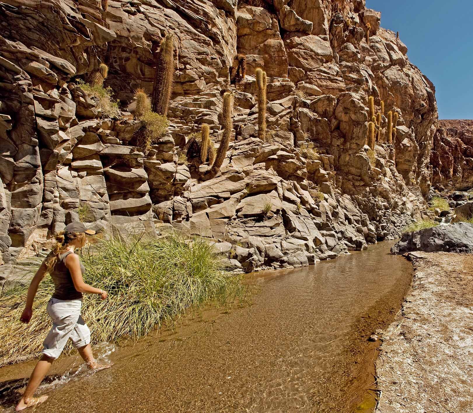 Atacama Be Cactus Chili4