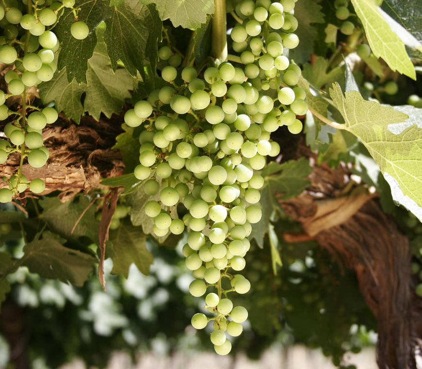 Chili Reizen Sanpedrode Atacama Woestijn 2