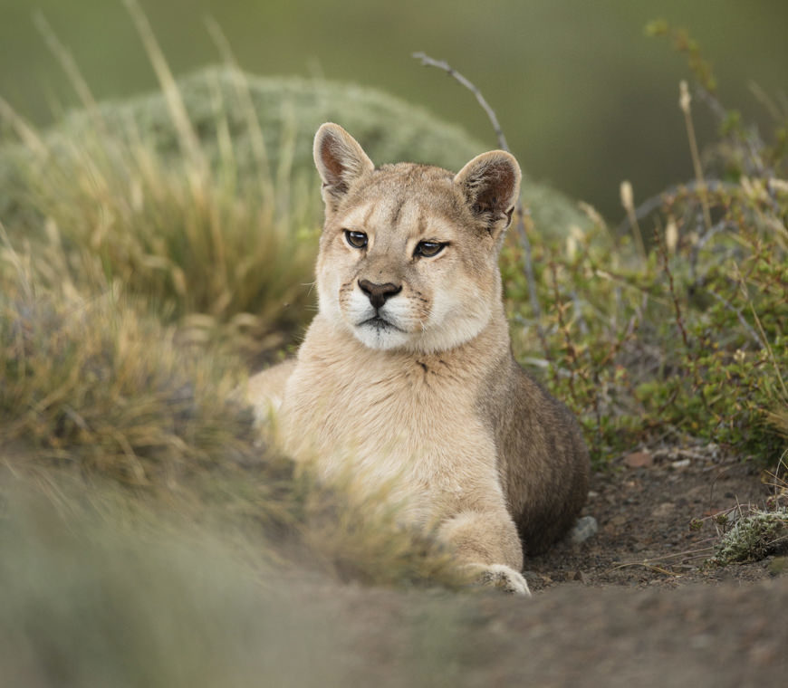 Chili12 Poema Torres Del Paine Winter Atacama Be
