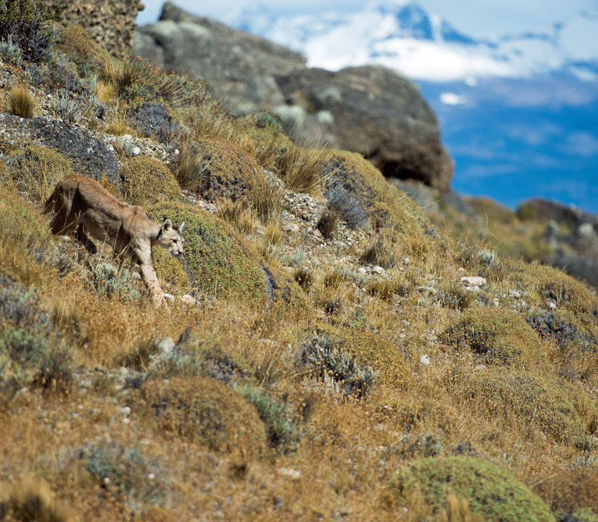 Chili14 Poema Torres Del Paine Winter Atacama Be