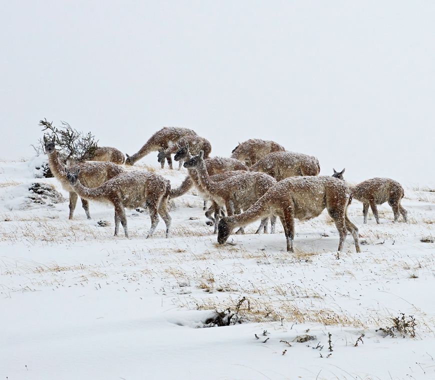 Chili6 Torres Del Paine Winter Atacama Be