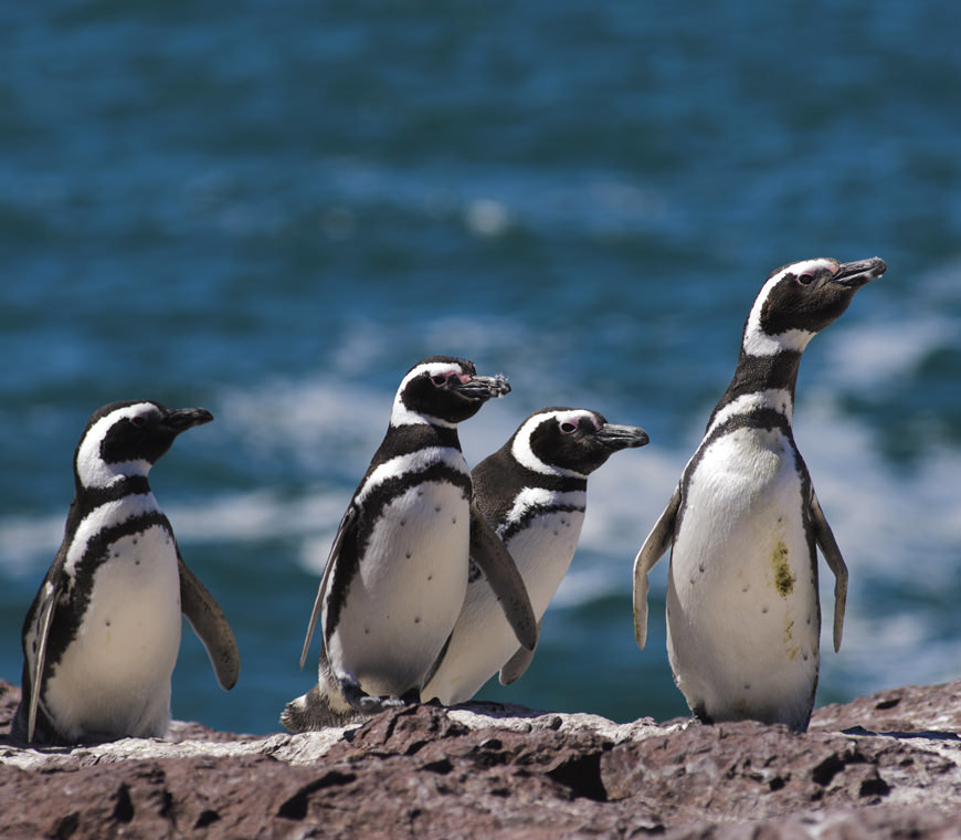 Patagonie Rondreizen Specialist Atacama Argentinie Chili 1
