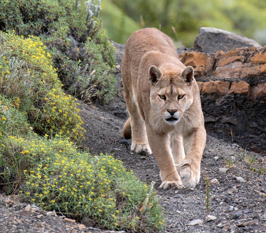 Puma Torres Del Paine Chili Reis Atacama2