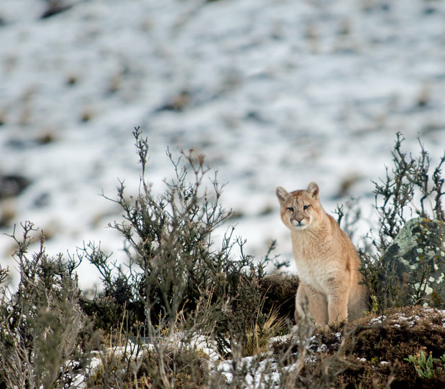 Puma Torres Del Paine Chili Reis Atacama4