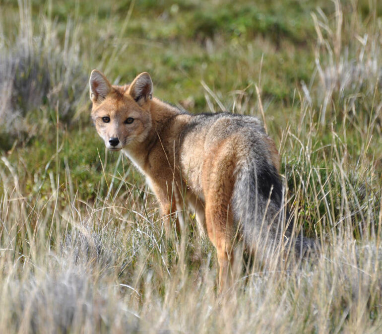Chili Reizen Tierra Hotels Torres Del Paine 40