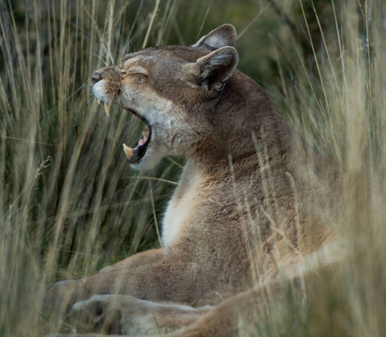 Chili13 Poema Torres Del Paine Winter Atacama Be