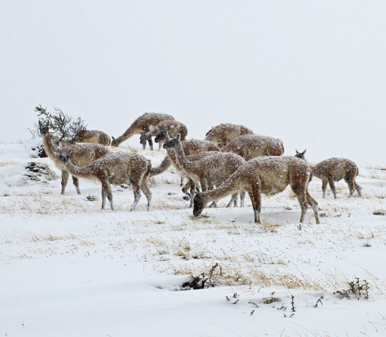 Chili6 Torres Del Paine Winter Atacama Be