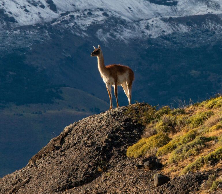 Chili Atacama Patagonie Torres Del Paine Reis