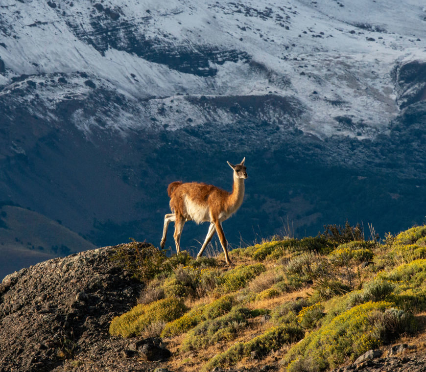 Chili Atacama2 Patagonie Torres Del Paine Reis