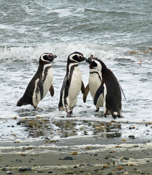 Chile Bucket Wildlife Vuurland
