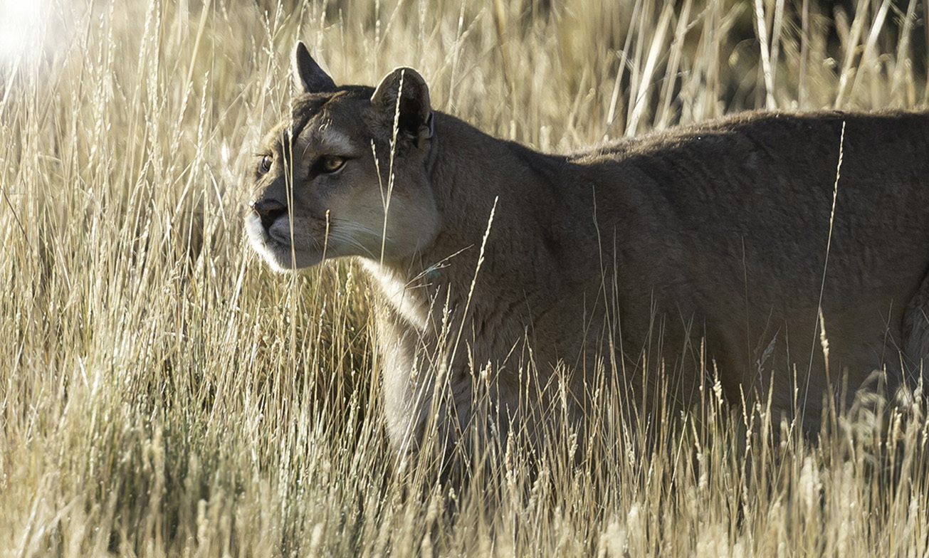 Chili Patagonia Torres Del Paine © Tierra Excursions 5