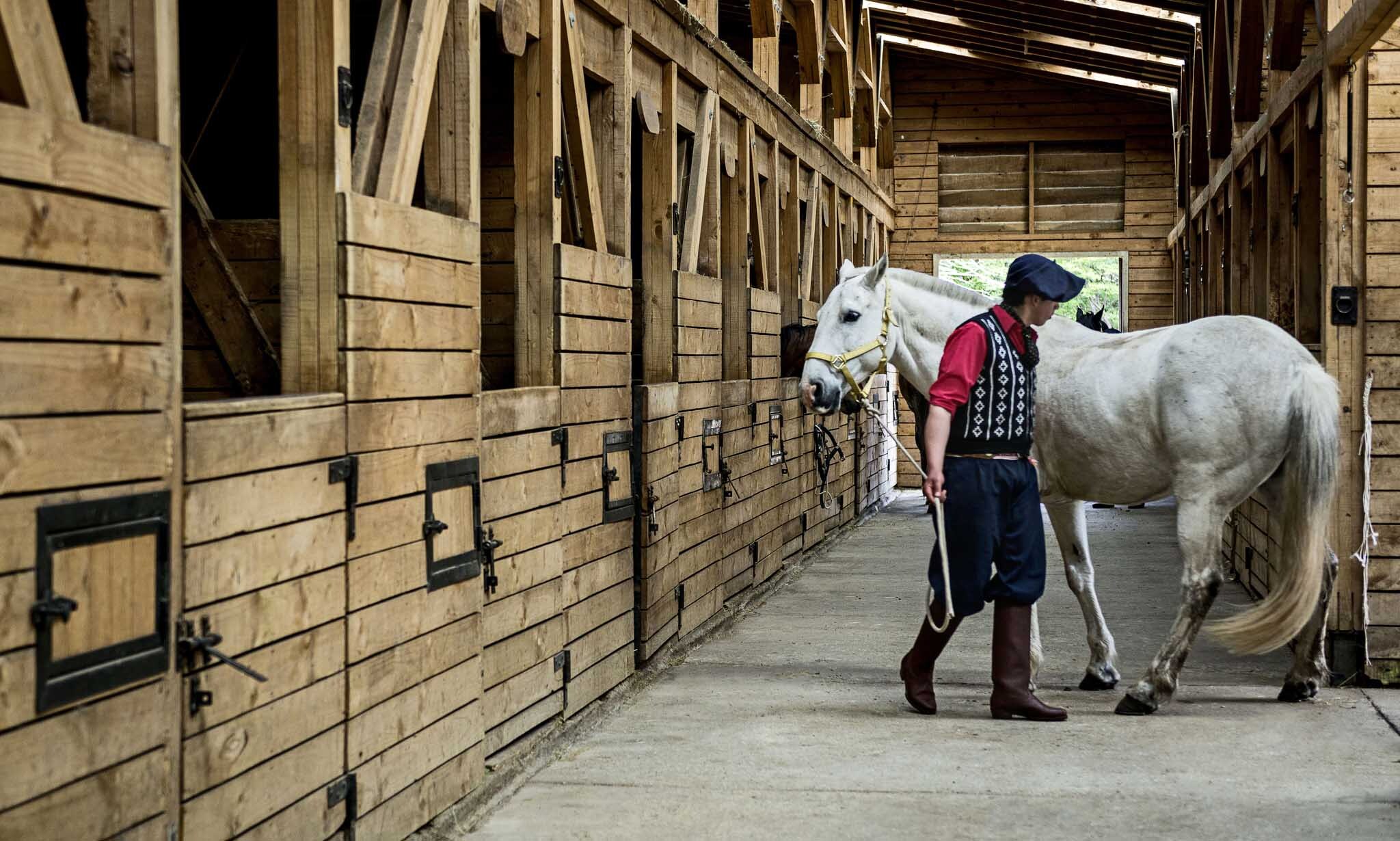 Explora Patagonia Torresdelpaine Horses