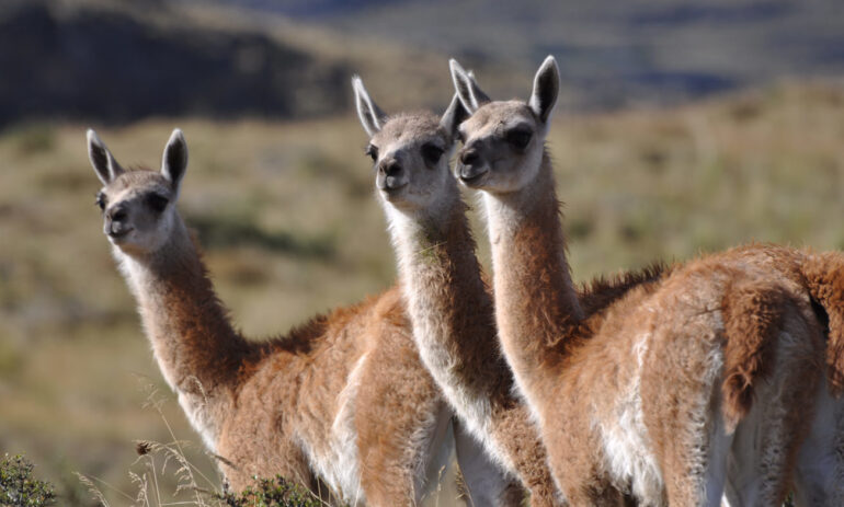 Atacama Patagonia Chili Luxe Reizen Dsc 3308