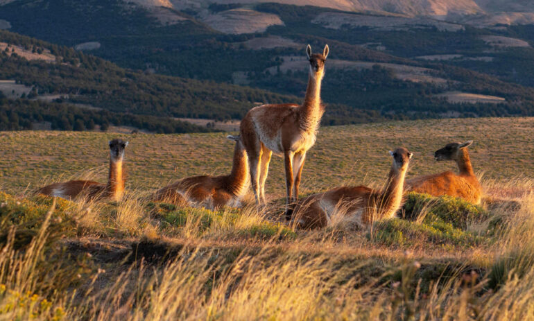 Chili7 Torres Del Paine Winter Atacama Be