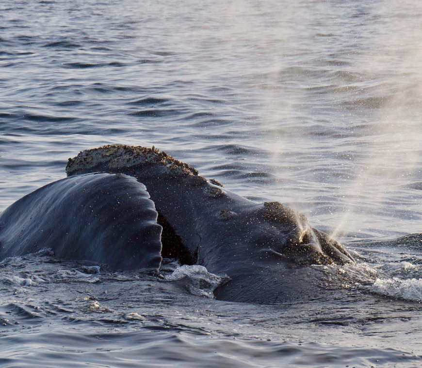 Argentinie Reis Whalewatching