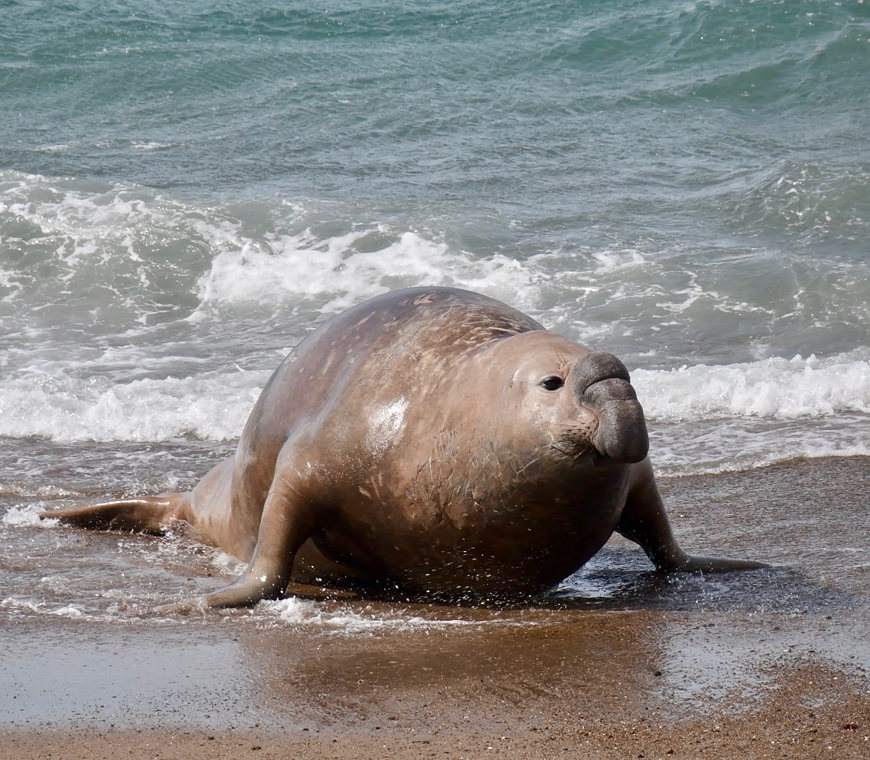Argentinie Reis Wildlife
